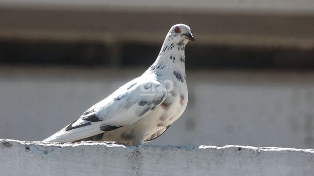 Errar al destruir nidos: la especialista advierte que intervenir nidos ya construidos causa la muerte de la descendencia y estimula la reproducción exponencial de las palomas.