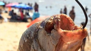 Palometas atacaron a tres nadadores en el río Paraná