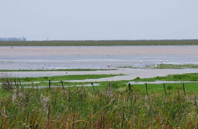 Los Bajos Submeridionales son por su biodiversidad un área prioritaria de conservación.