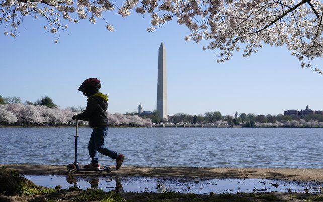 Un niño conduce una scooter bajo los florecientes cerezos Yoshino en el borde de Tidal Basin, en Washington. El Festival Nacional de los Cerezos en Flor de 2021 celebra el regalo original de 3.000 cerezos de la ciudad de Tokio al pueblo de Washington en 1912.