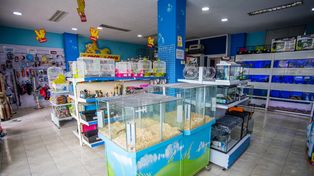 Mar del Plata prohíbe a los comercios exhibir mascotas para su venta