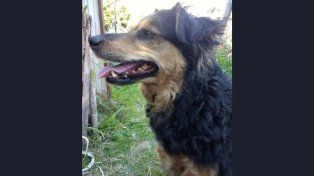 Buscan a Negro, un perro de 15 años