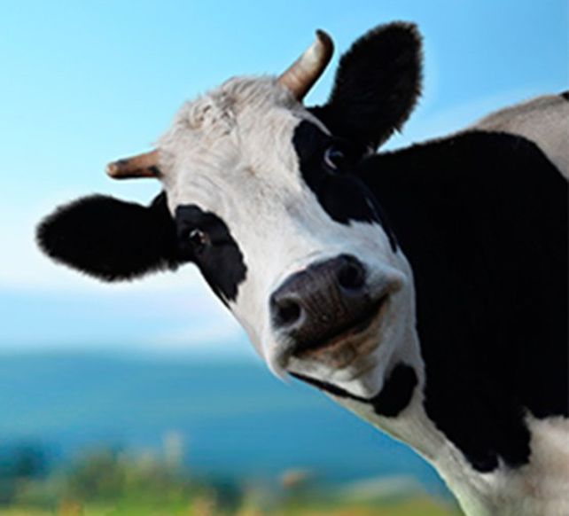 Filmó a un vecino teniendo sexo con su vaca y lo denunció a la Policía