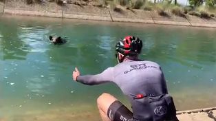 Intentaban rescatar un jabalí que cayó al agua y el animal los atacó de la peor manera
