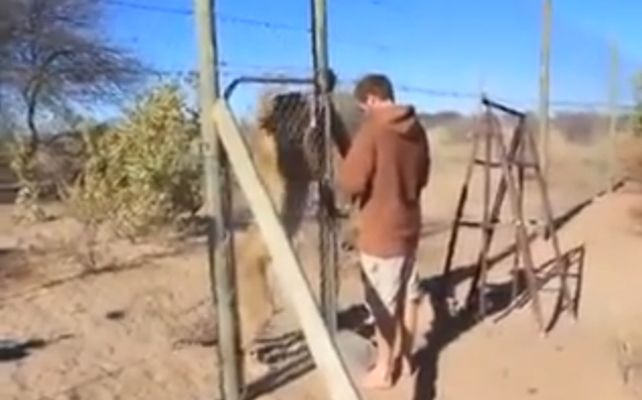 El hombre abre el cerco perimetral de la reserva natural.