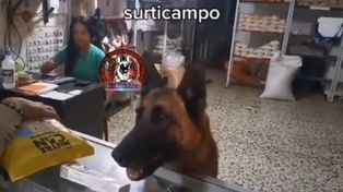 Una pastor alemán atiende clientes en una veterinaria y es furor en TikTok