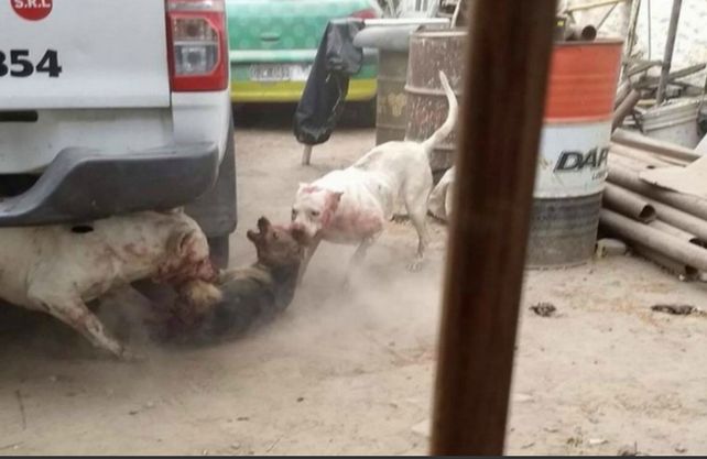 Una bestia que produce un castigo imperdonable a perros de la calle