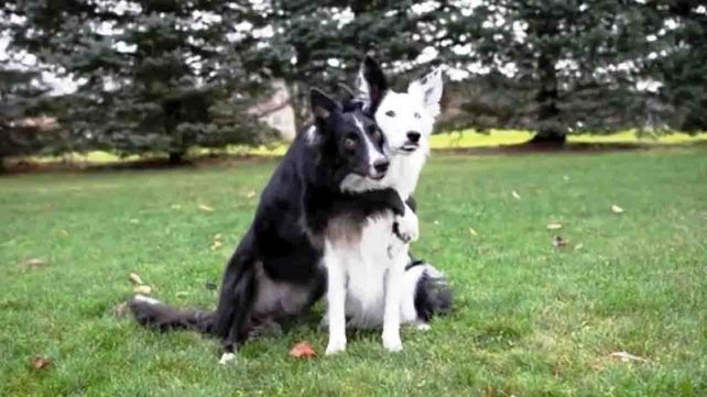 Envy y Zain: dos perros rescatados que están causando revuelo