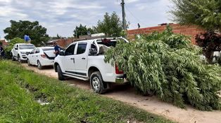 Paraná: encontraron plantas de marihuana de cuatro metros&nbsp;