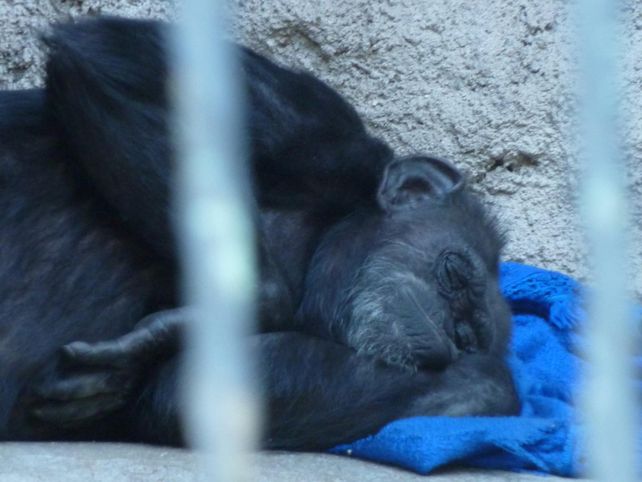 Cecilia, la chimpancé del zoo de Mendoza espera su traslado a un santuario