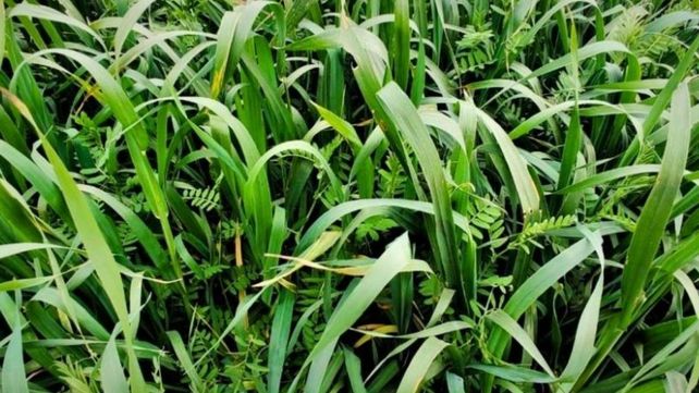Ganadería: la vicia villosa mejora la dieta y aumenta la producción de carne