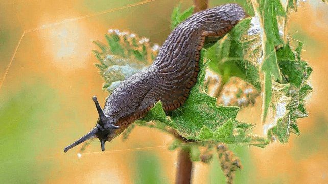 Babosas en el hogar, esos silenciosos moluscos resbaladizos