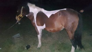 Investigan la muerte de un yegua en Victoria.