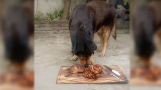 Santafesino viral: su perro cumplió 15 años y se lo festejó con un asado