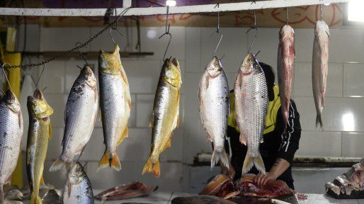Pescadores critican la medida de Santa Fe: cierre de exportaciones no rige del otro lado del Paraná