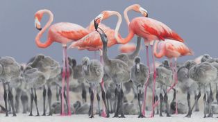 Las mejores fotos de la naturaleza de 2017 premiadas por National Geographic