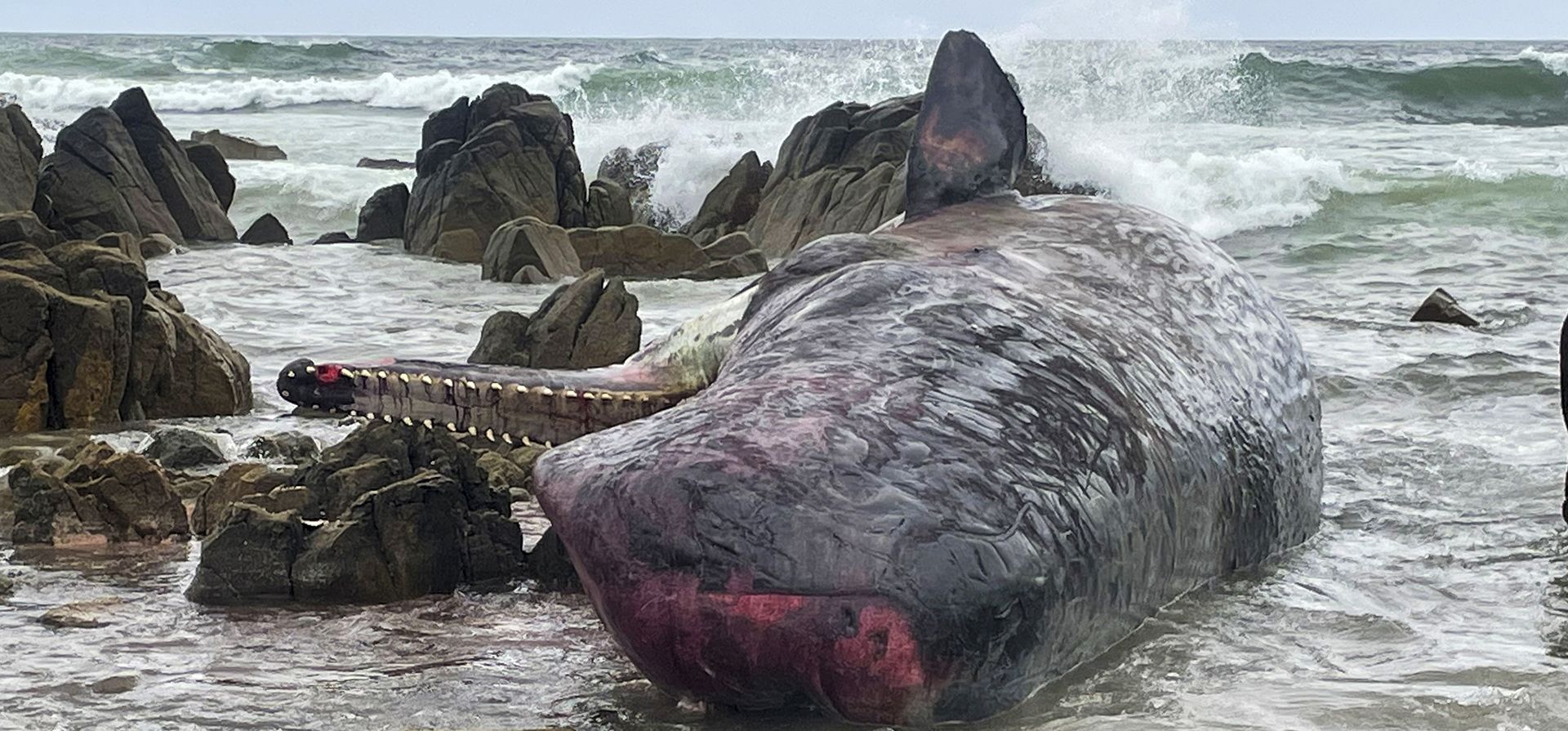 Uno de los 14 cachalotes muertos yace varado en una playa en King Island, al norte de Tasmania, Australia, el martes 20 de septiembre de 2022. Las ballenas fueron descubiertas el lunes por la tarde en King Island, comunico el Departamento de Recursos Naturales y Medio Ambiente del estado.