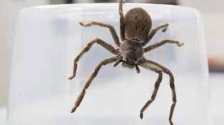 A un hombre lo denunciaron por violencia de género pero peleaba contra una araña