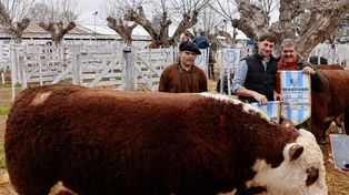 La escuela agrotécnica donde los alumnos crían toros campeones