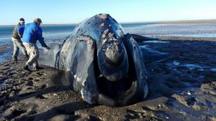 Seguía viva una ballena varada cerca de Viedma