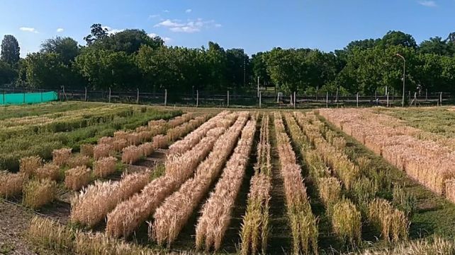 Con simulaciones, apuntan a optimizar el manejo de trigo y cebada