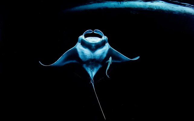 Toward Shining Light por Ryohei Ito (Japón), manta raya tomada en la laguna Maaya, Atolón Ari Norte, Maldivas.