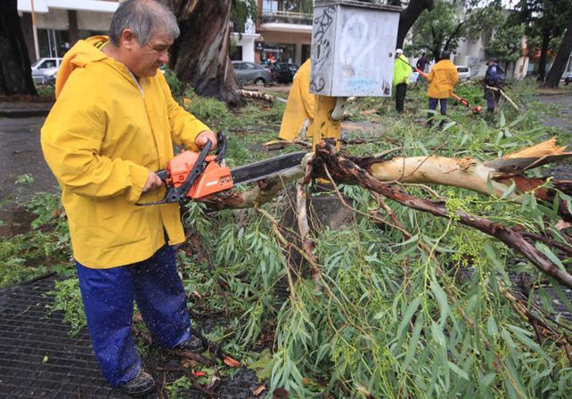 Unas 30 cuadrillas municipales trabajan en toda la ciudad
