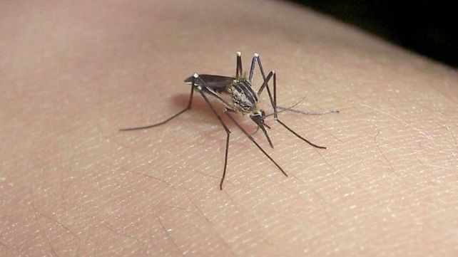 Crecen los casos de dengue en el país y en la provincia hay más de 40