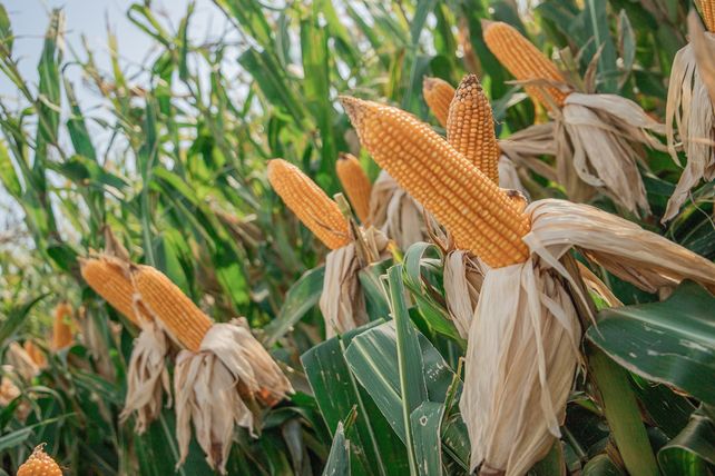 NK presentó nuevos híbridos de maíz y girasol