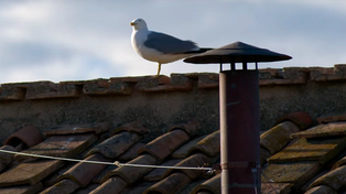 Una imagen ya clásica de Roma que esconde un problema urbano que no para de crecer