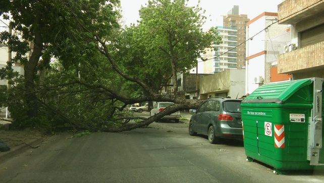 La tormenta de viento también dejó innumerables daños en la ciudad