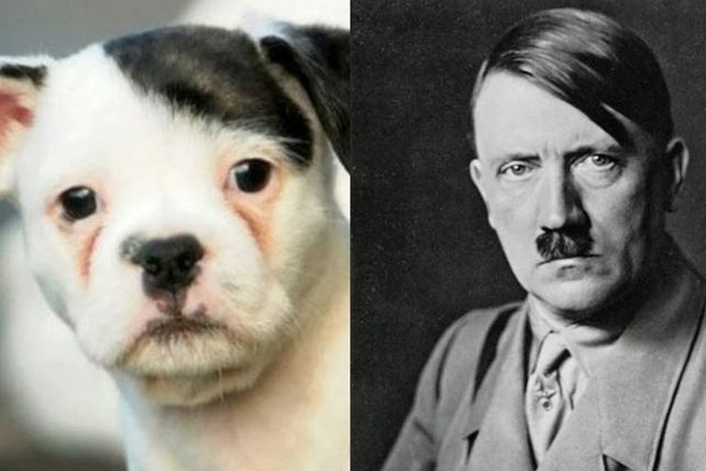 Personas, animales y objetos que son similares entre sí