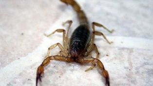 El alacrán Tityus trivittatus es el más peligroso.