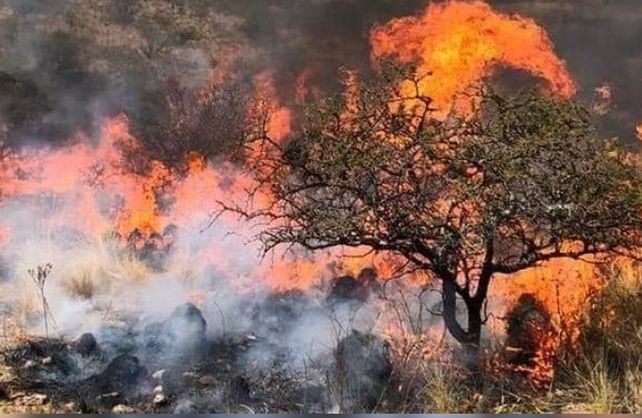 Sin respiro: son más de 190 mil las hectáreas quemadas en incendios forestales en Córdoba