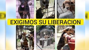 Caso Diego Román: piden que devuelvan los perros a sus dueños