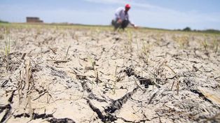 La sequía produce estragos en la producción agrícola y ganadera de la provincia de Santa Fe.