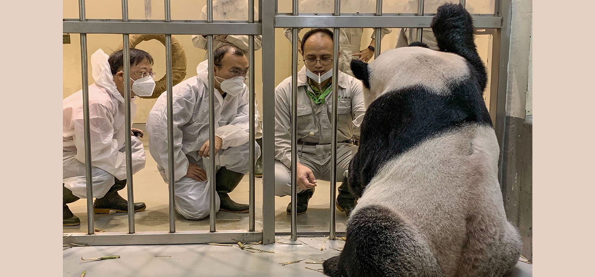 Expertos en pandas chinos, Wei Ming a la izquierda y Wu Honglin, en el centro miran a Tuan Tuan en el Zoológico de Taipei en Taipei, Taiwán, el miércoles 2 de noviembre de 2022. Taiwán les dio la bienvenida a los dos expertos de China para ayudar con el panda enfermo en una rara oportunidad de contacto entre los lados.