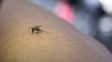 Dengue: qué hay que saber sobre la vacuna y cómo prevenirlo