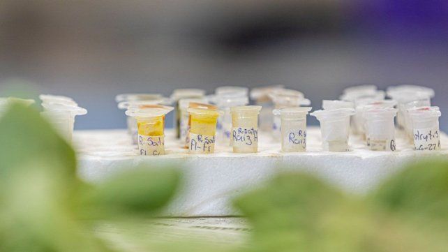 El estudio sobre el cannabis fue hecho en Santa Fe