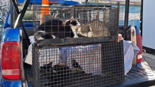 Alertan sobre el crecimiento de las colonias de gatos no domesticados en Rosario