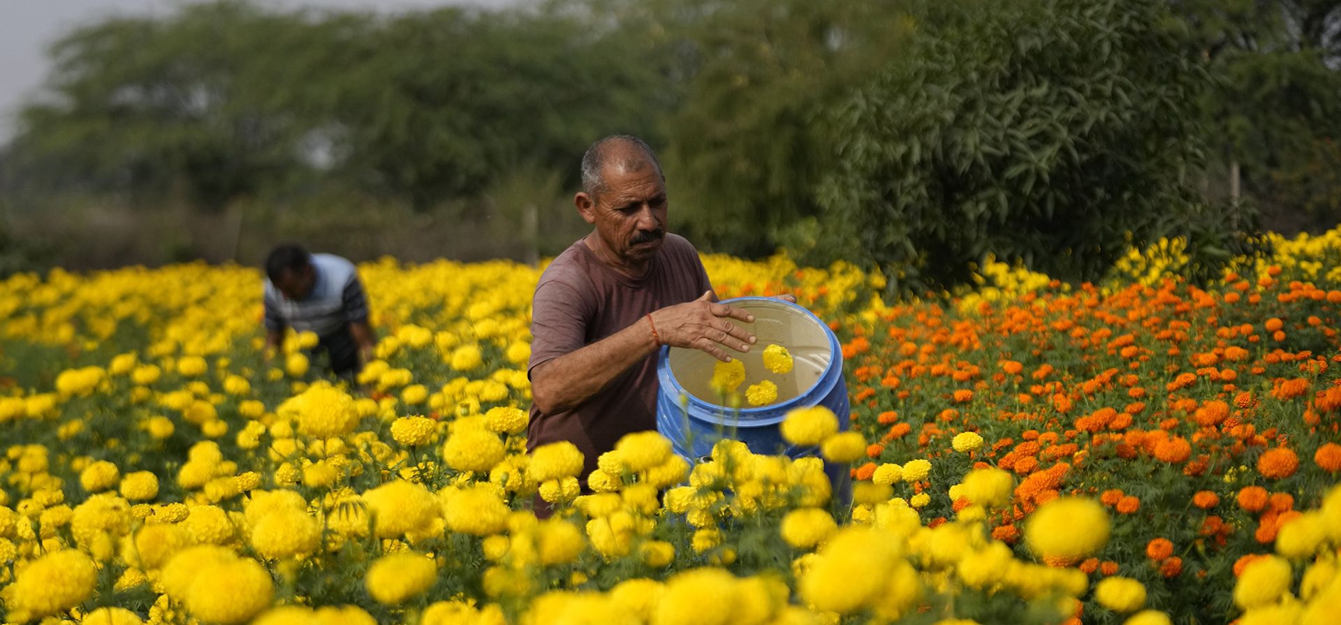 La gente recolecta flores de caléndula, para usarlas en rituales y decoraciones, antes del Festival Diwali en las afueras de Jammu, India, el jueves 9 de noviembre de 2023. (Foto AP/Channi Anand La gente recolecta flores de caléndula, para usarlas en rituales y decoraciones, antes del Festival Diwali en las afueras de Jammu, India, el jueves 9 de noviembre de 2023. (Foto AP/Channi Anand