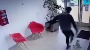 Pateó al pequeño caniche toy de la novia, lo dejó grave y ahora irá a juicio oral