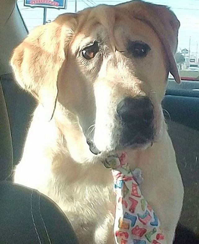 Perro labrador nació con deformidad facial, pero es totalmente adorable
