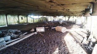 En la granja de San Justo encontraron pollos muertos; cascaras de huevos; 90 cerdos sueltos, restos de sangres y corrales en pésimo estado sanitario&nbsp;