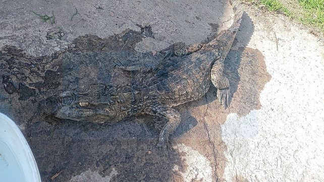 Extrañas mascotas: rescataron un yacaré y un carancho