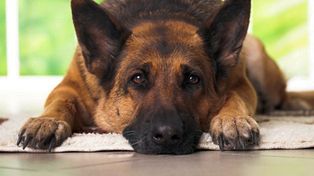 Por día, las guarderías caninas de Santa Fe cobrarán entre 80 y 120 pesos