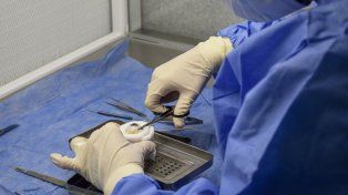 Tecnología y trabajo en red en el modelo entrerriano de procesamiento de córneas, bajo la órbita de Cucaier