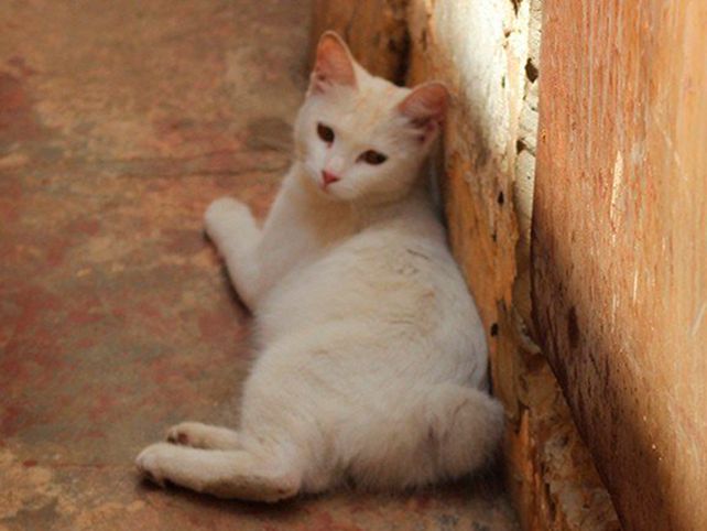 Aseguran que un conejo y una gata tuvieron cría