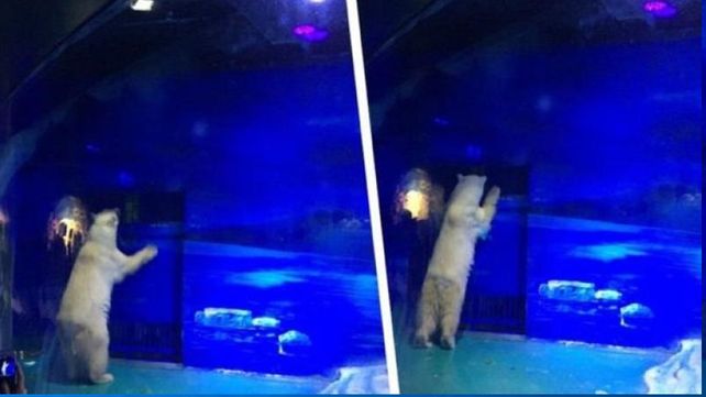 El oso polar más triste del mundo vive en un centro comercial