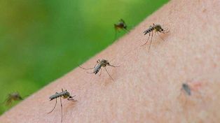 Bajó la temperatura en Rosario pero los mosquitos sobreviven: por qué son invencibles